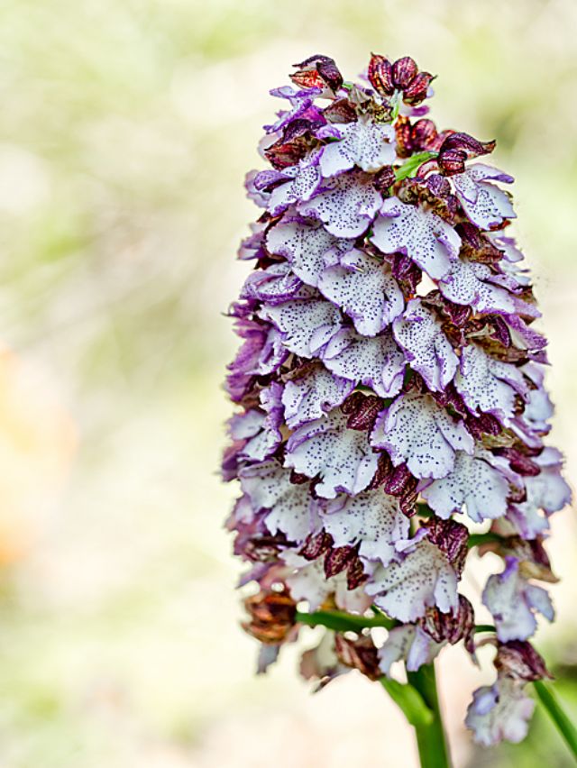 Orchis purpurea - Lungiana